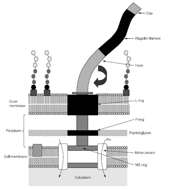 407_The structure of the bacterial flagellum.png